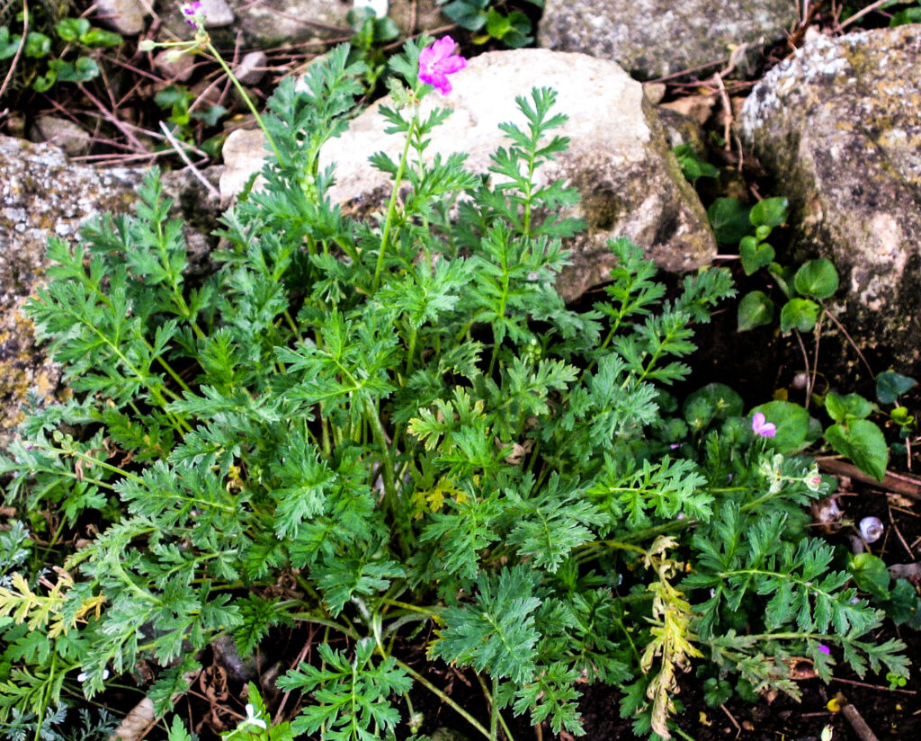 Erodium alpinum
