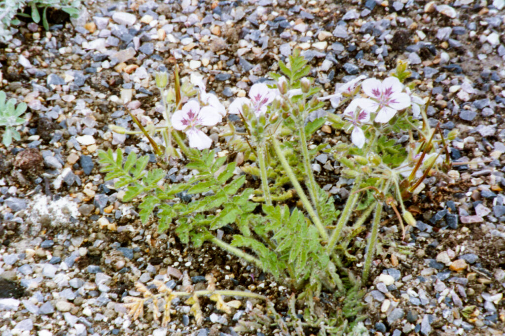 Erodium tordylioides