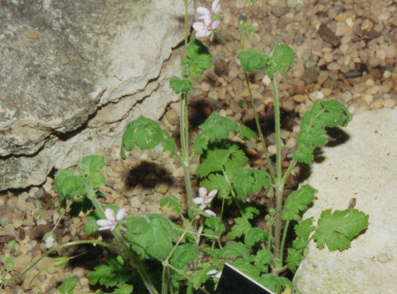 Erodium sublyratum