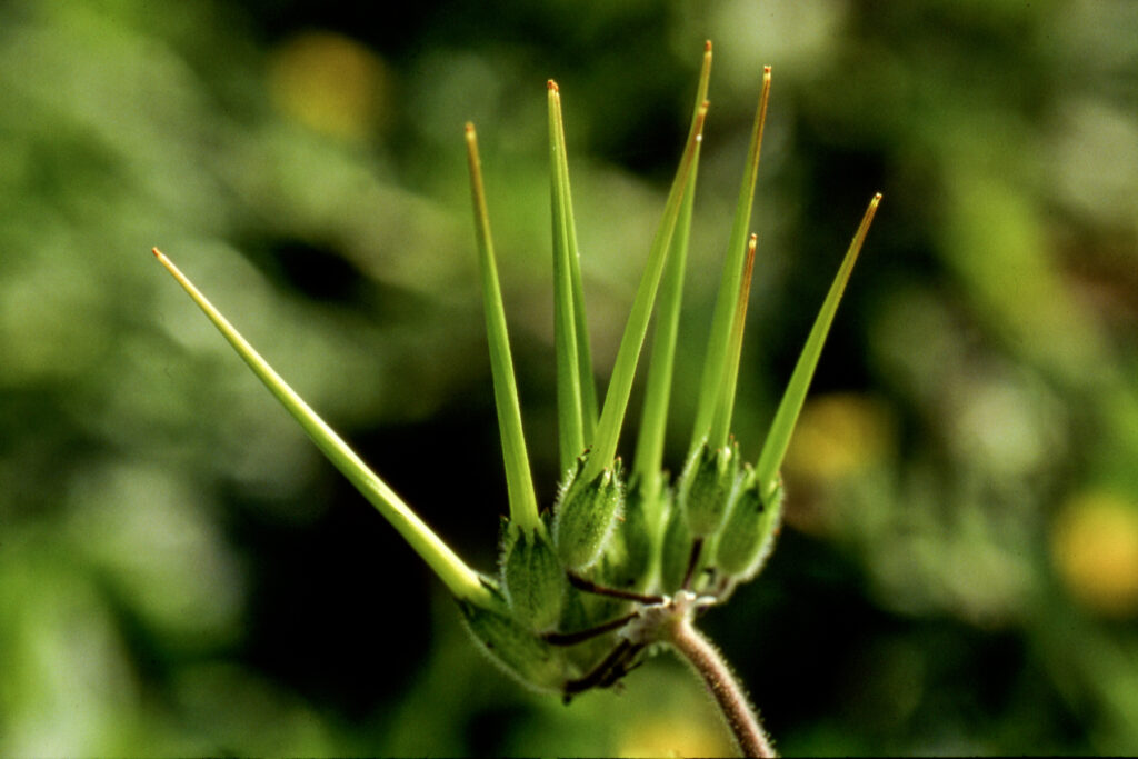 Erodium moschatum