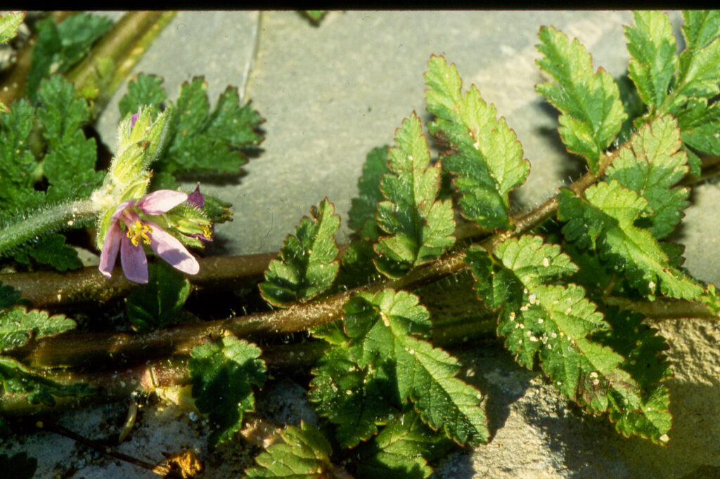 Erodium moschatum