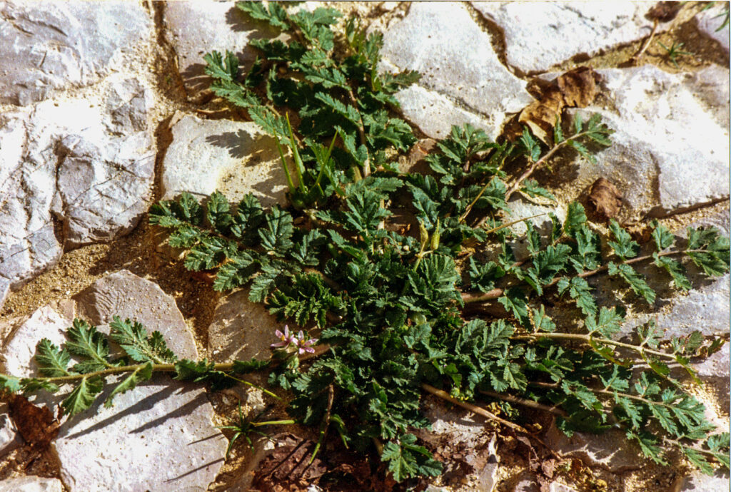 Erodium moschatum