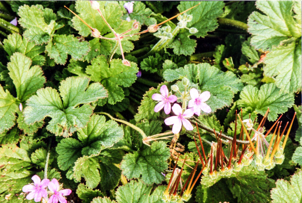 Erodium chium
