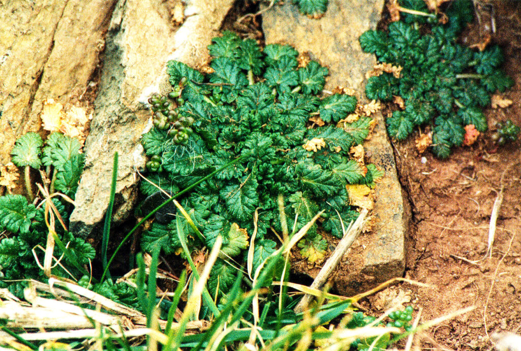 Erodium maritimum