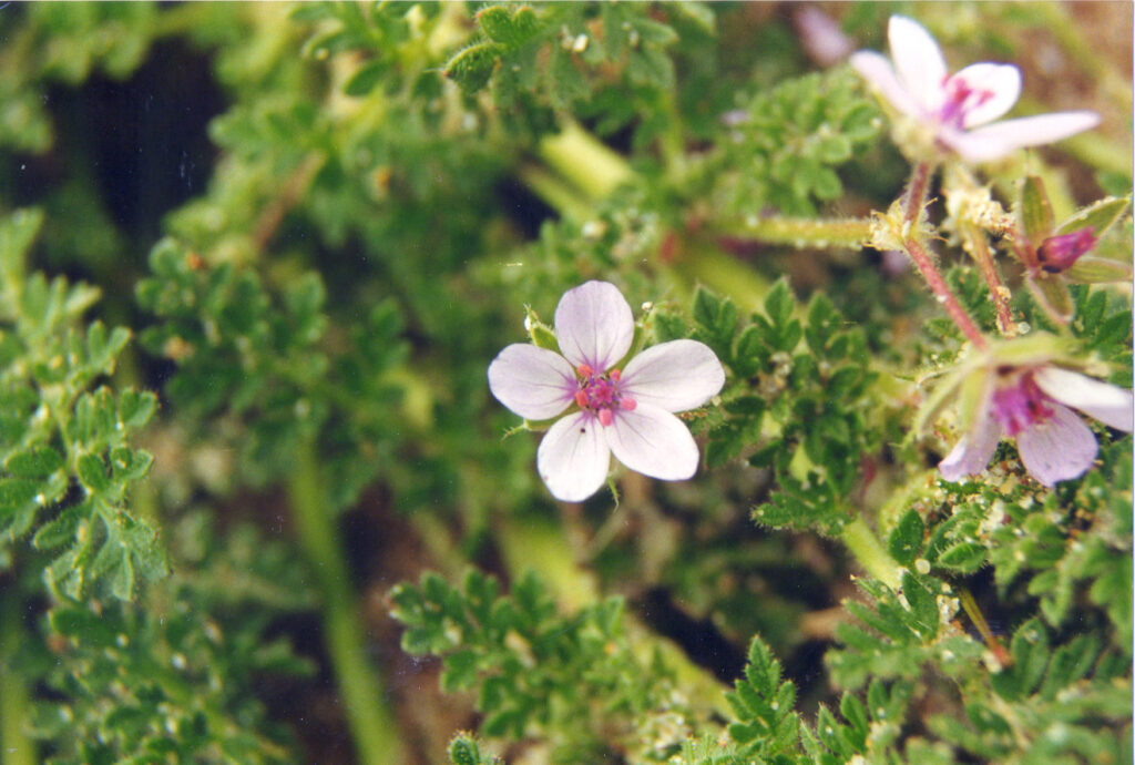 Erodium lebelii