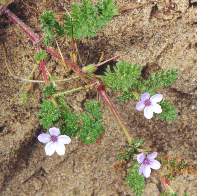 Erodium lebelii