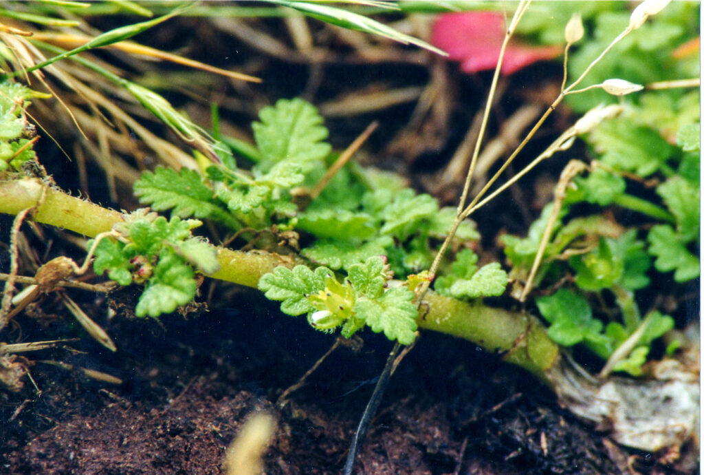 Erodium maritimum