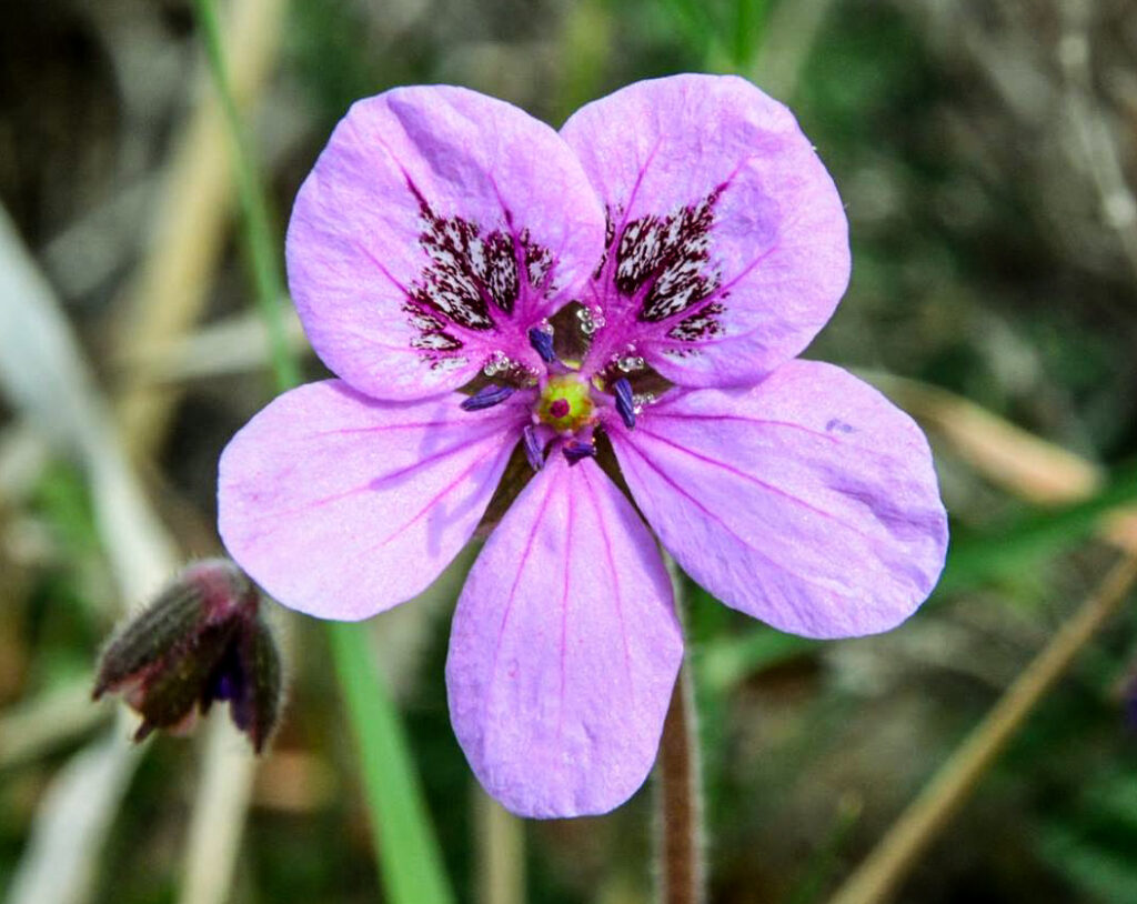 Erodium aguilellae