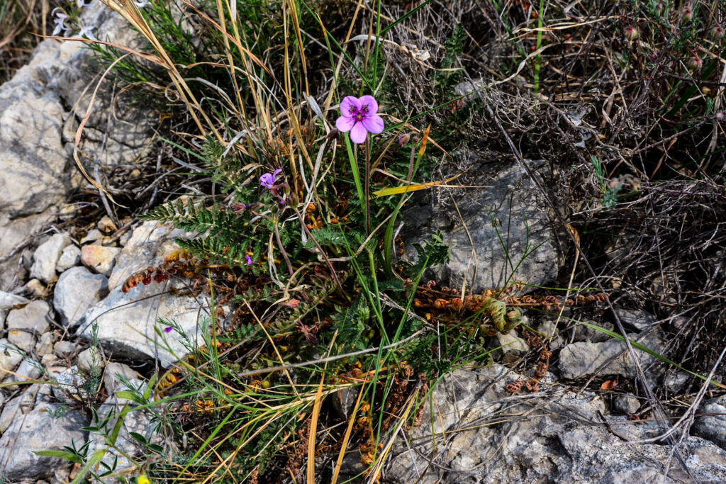 Erodium aguilellae