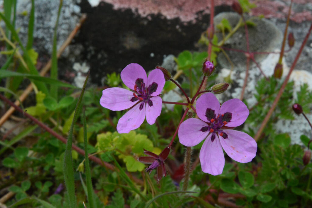 Erodium maculatum