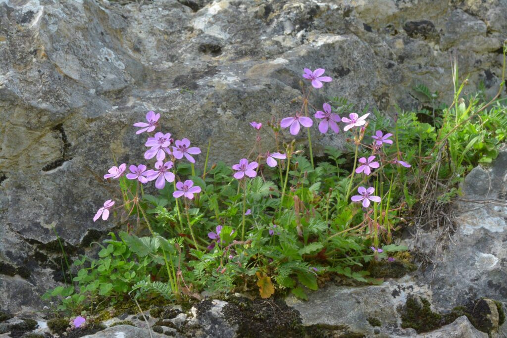 Erodium recoderi