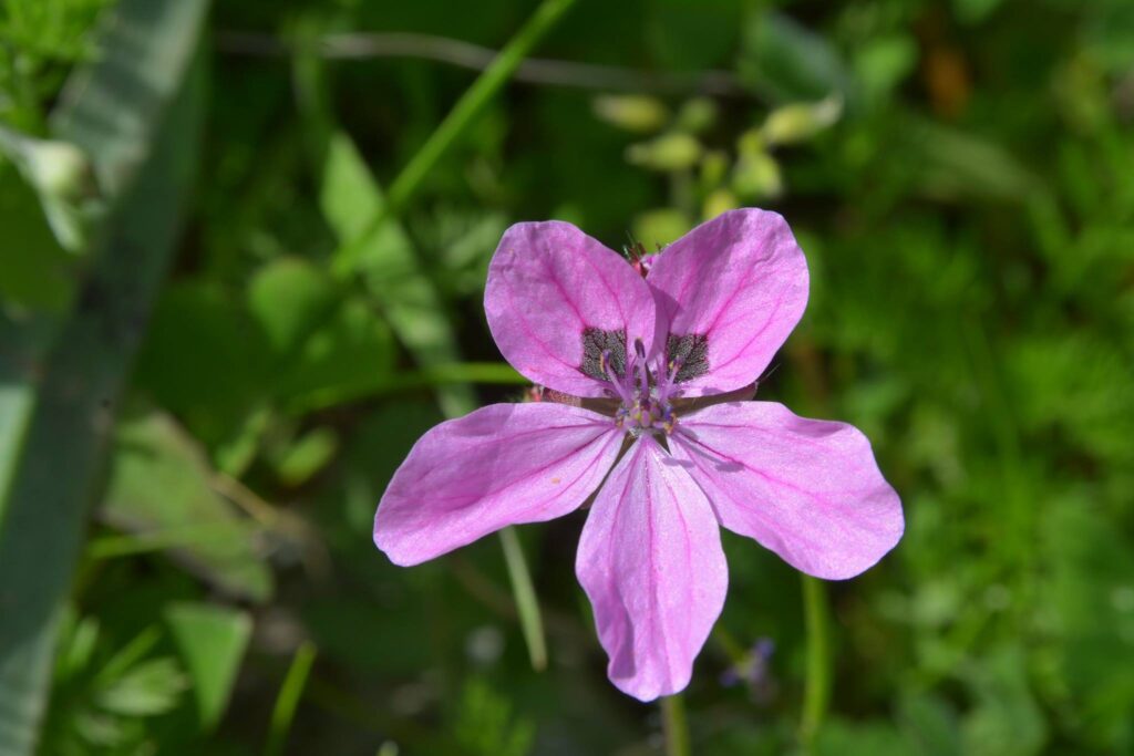 Erodium recoderi