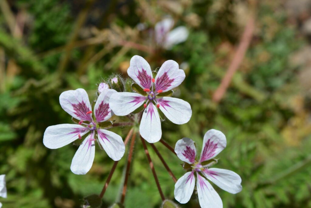 Erodium tordylioides