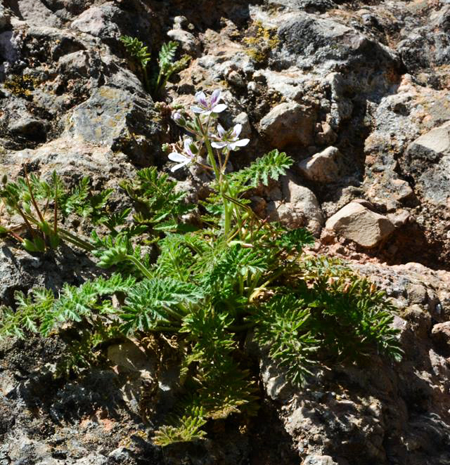 Erodium tordylioides