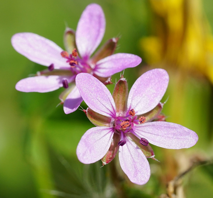 Erodium aethiopicum