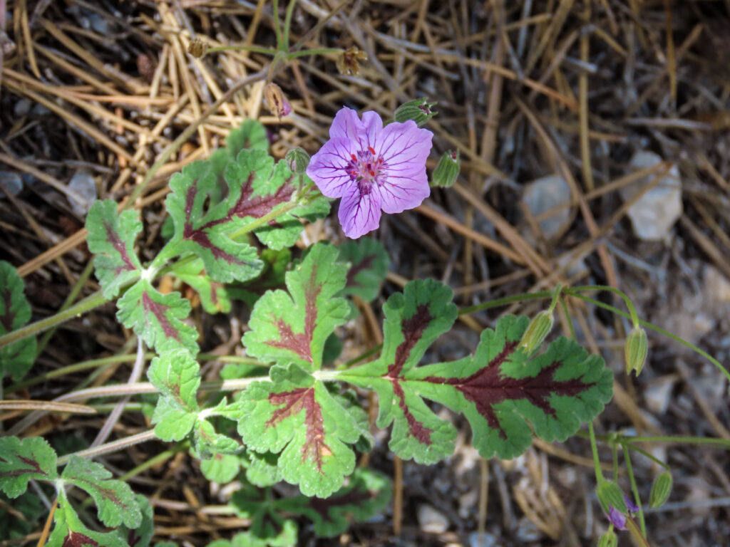 Erodium boissiera