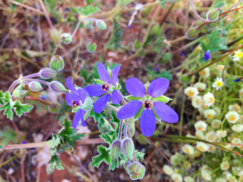 Erodium carolinianum