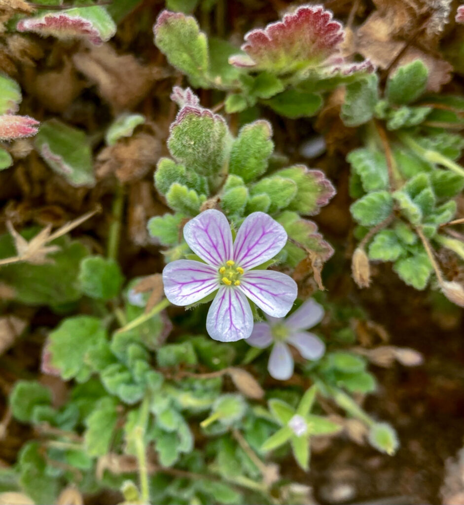 Erodium corsicum