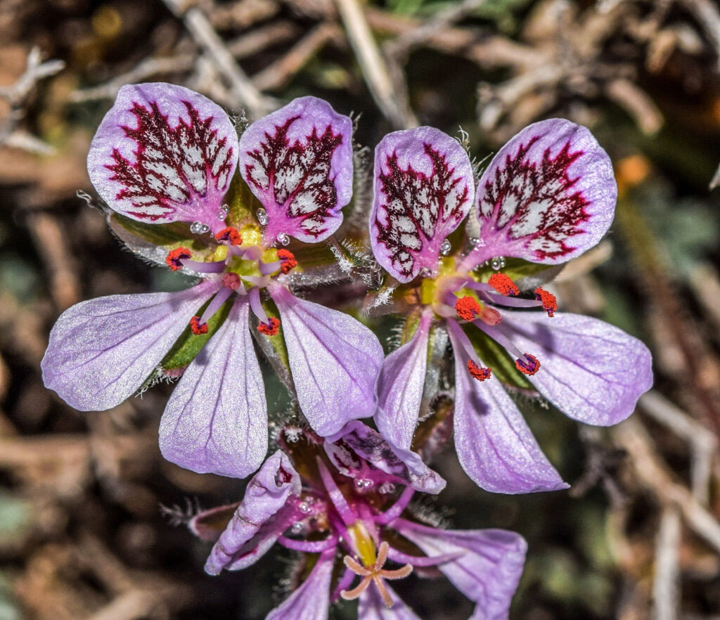 Erodium daucoides