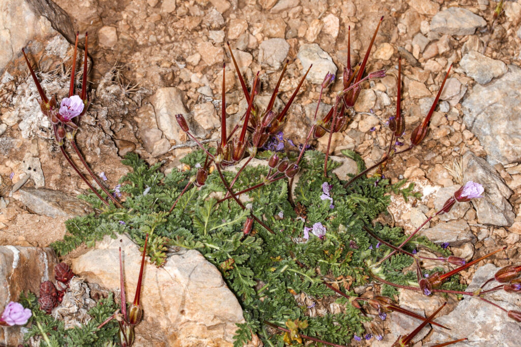 Erodium daucoides