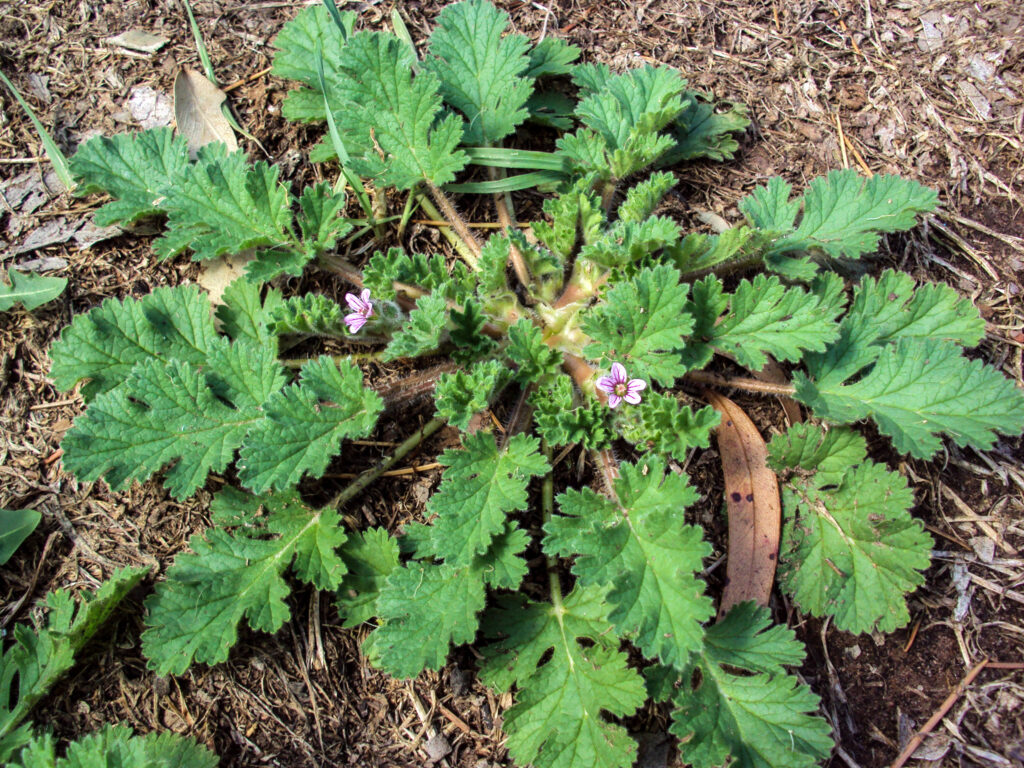 Erodium geoides