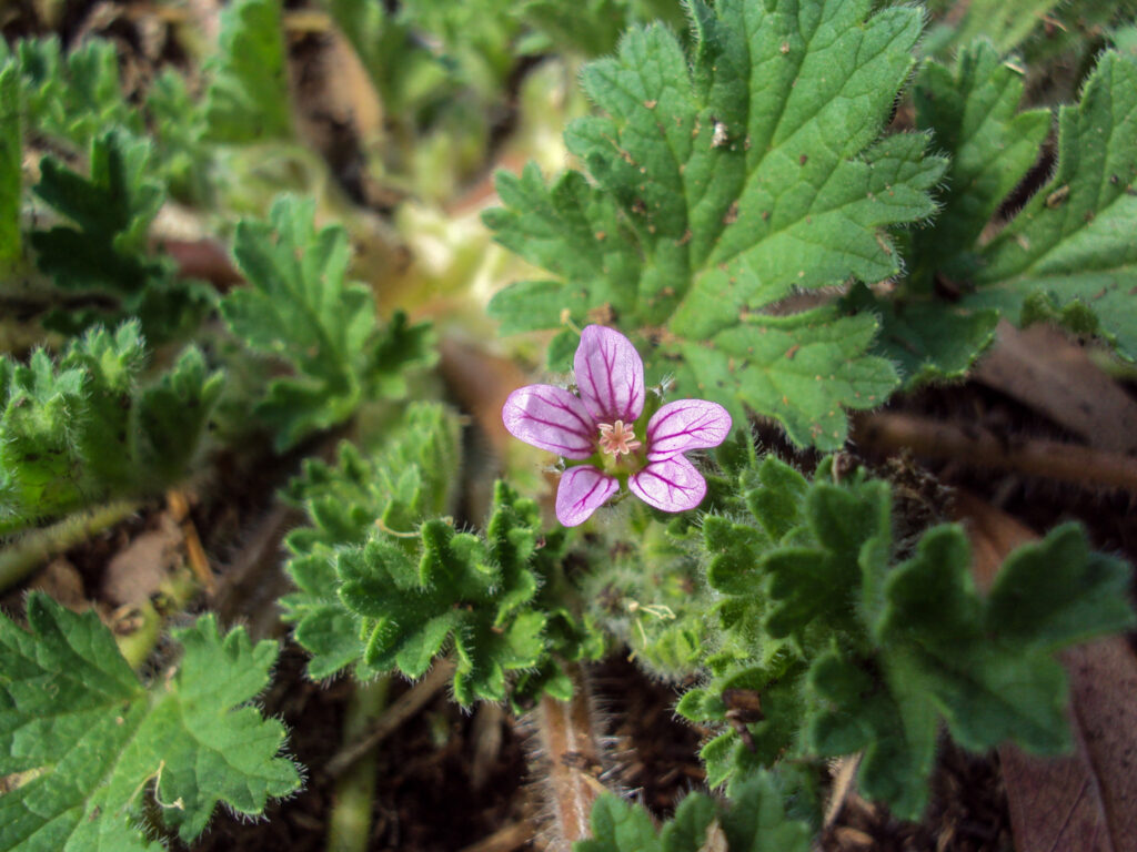 Erodium geoides