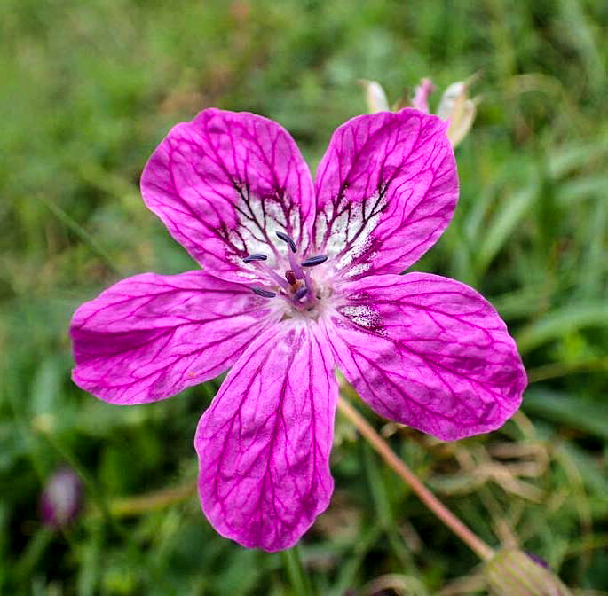 Erodium manescavii