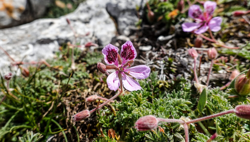 Erodium paui