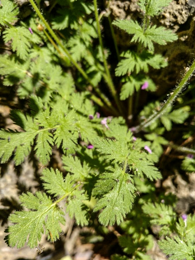Erodium rupicola