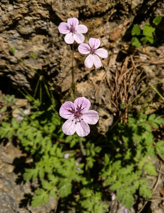 Erodium rupicola