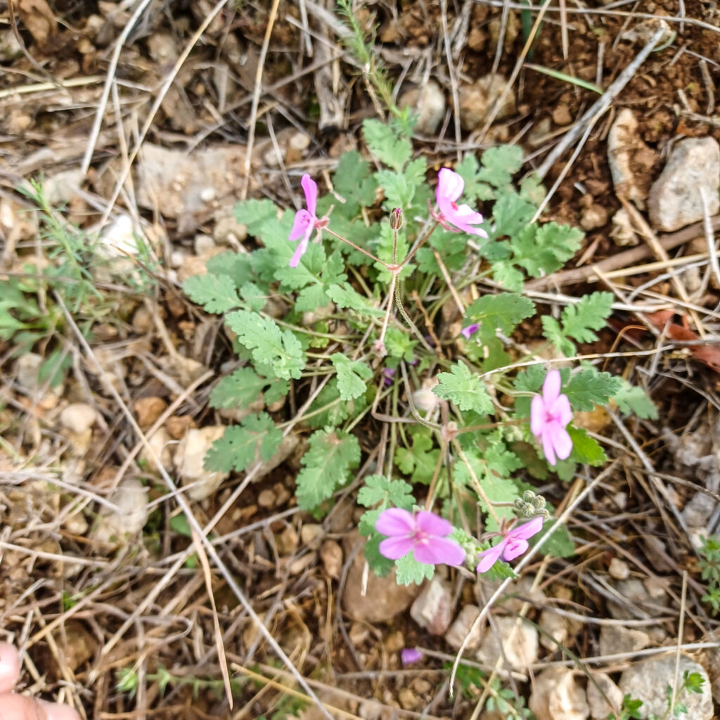 Erodium sanguis-christi