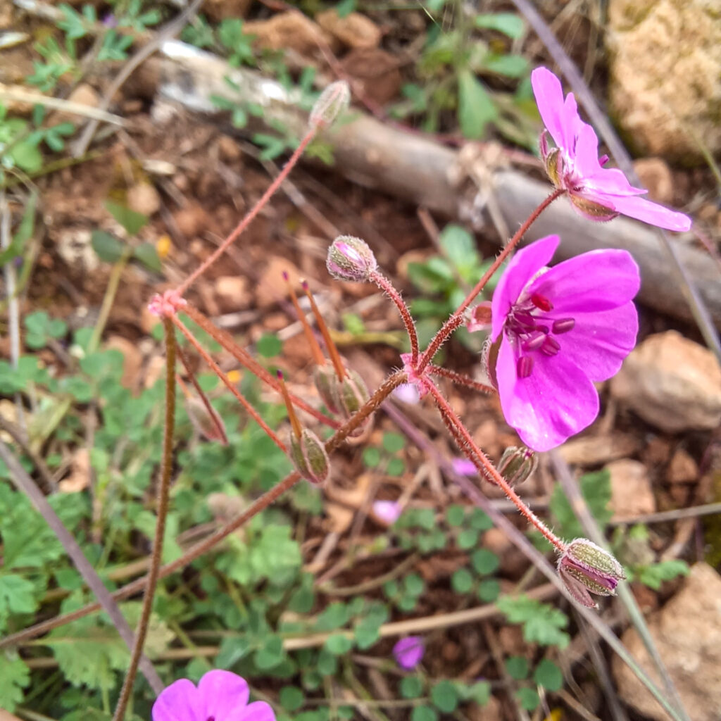 Erodium sanguis-christi