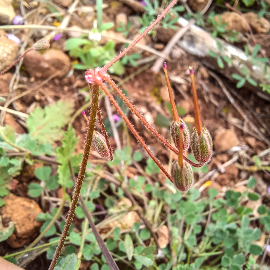 Erodium sanguis-christi