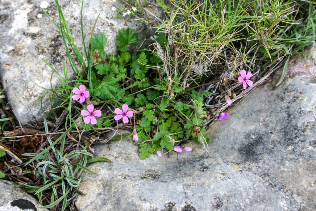 Erodium sanguis-christi