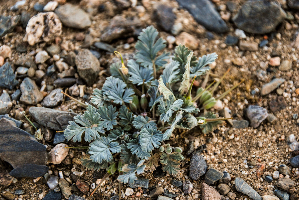 Erodium tibetianum