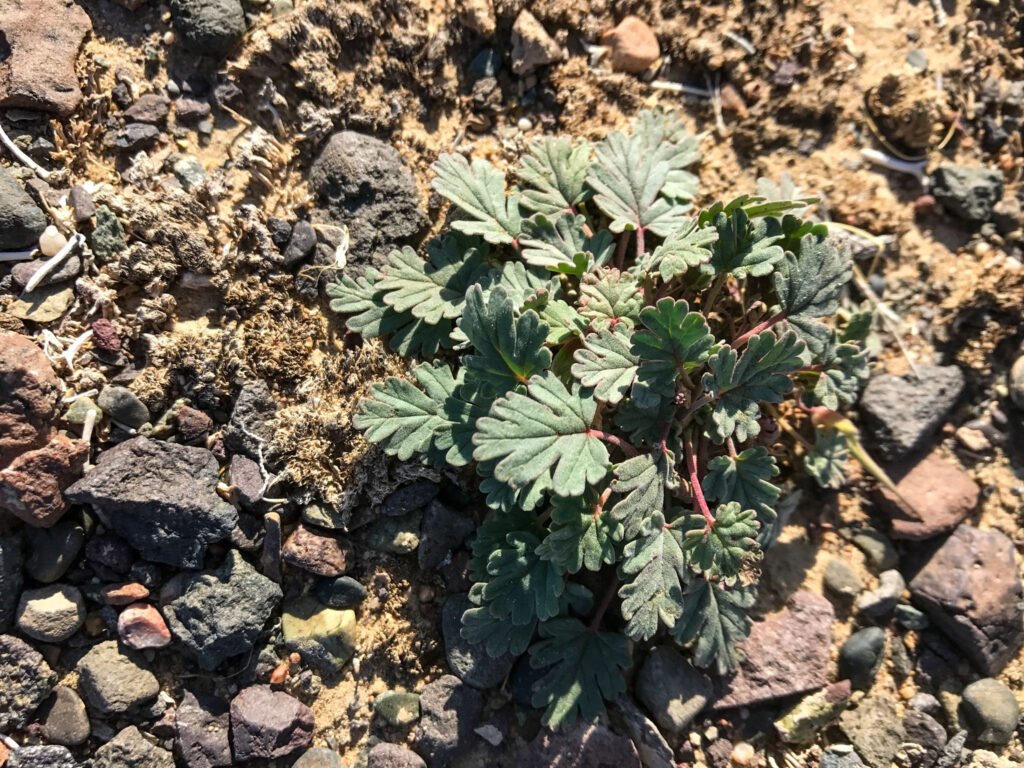 Erodium tibetianum