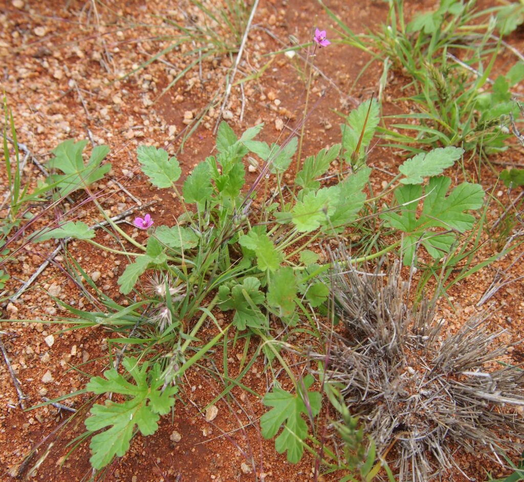 Erodium aureum
