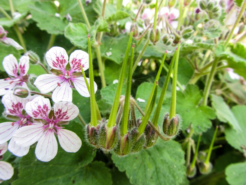 Erodium trifolium