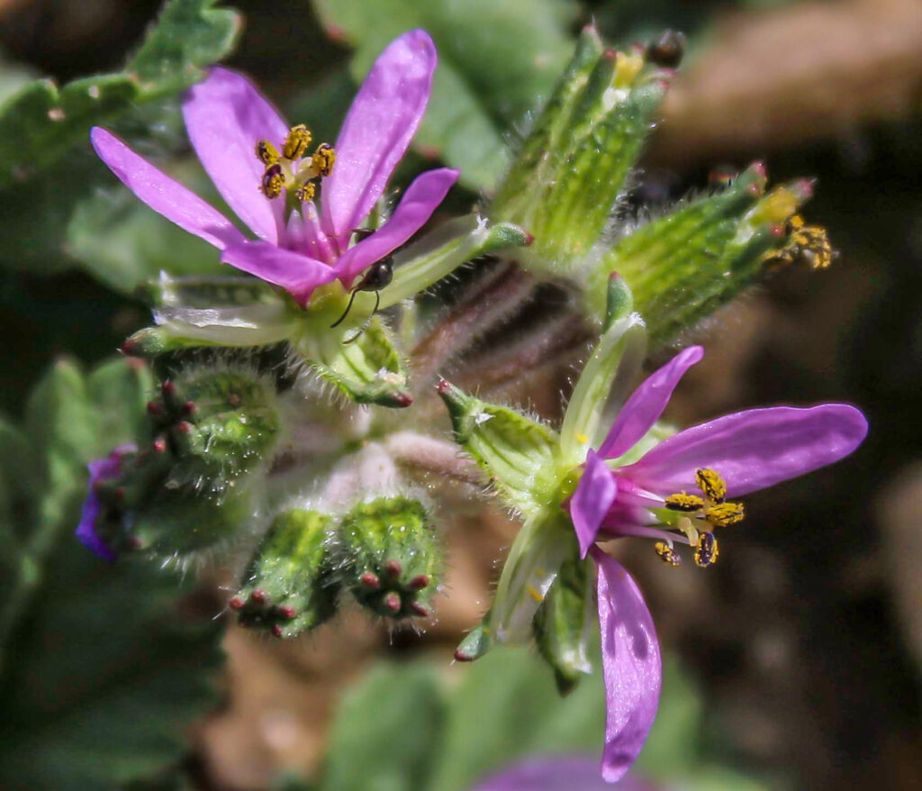 Erodium moschatum