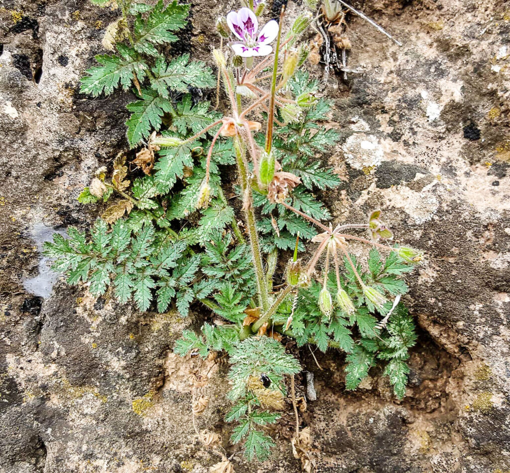 
Erodium mouretii