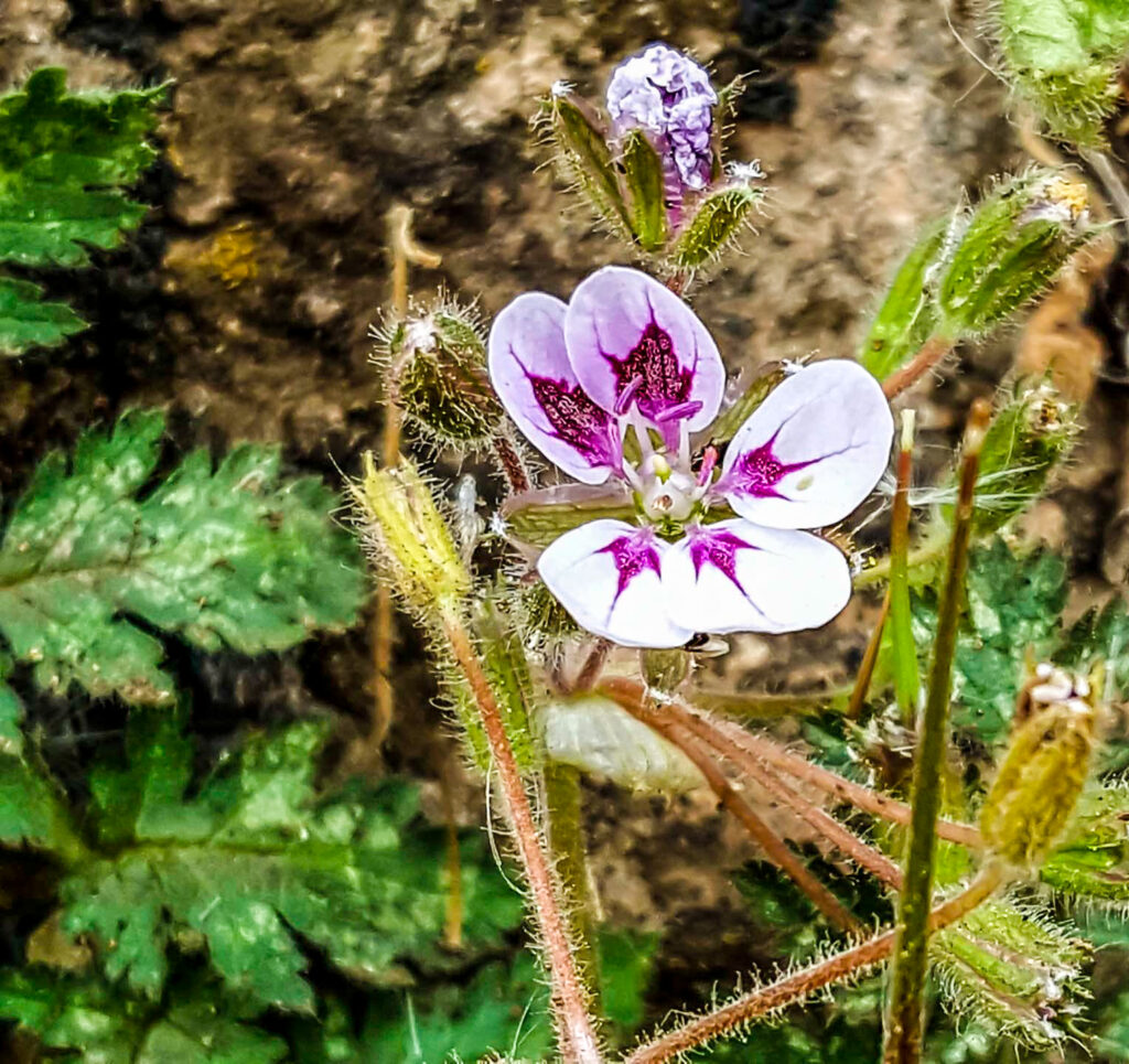 
Erodium mouretii