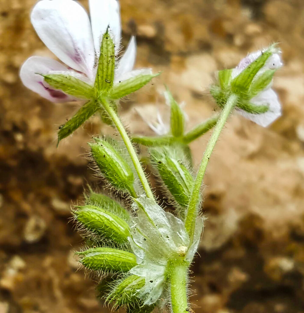 
Erodium mouretii