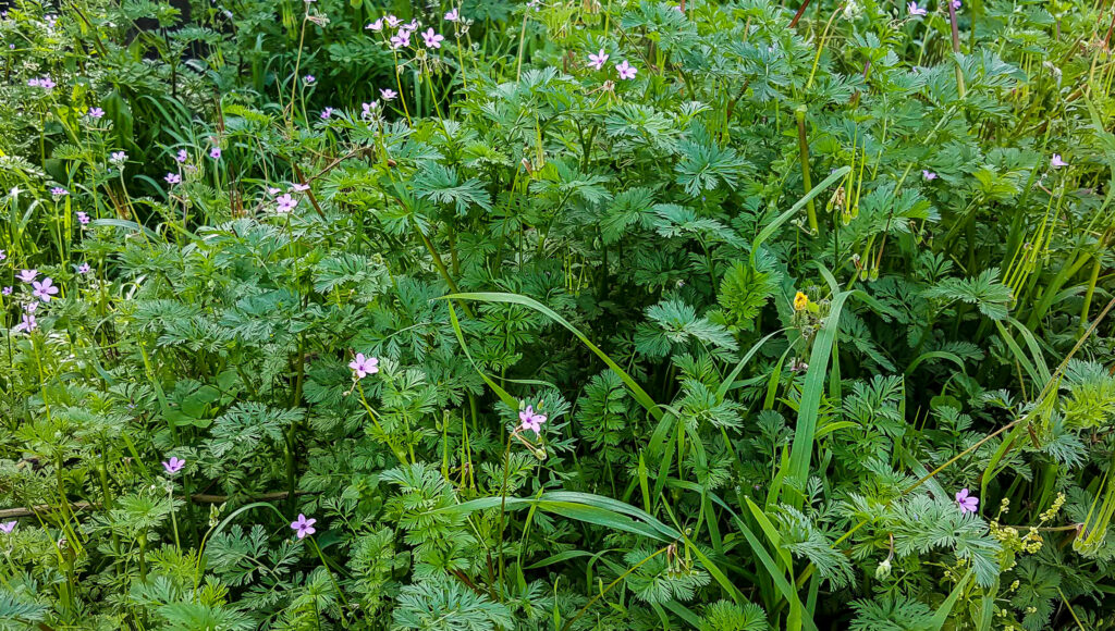 Erodium salzmannii