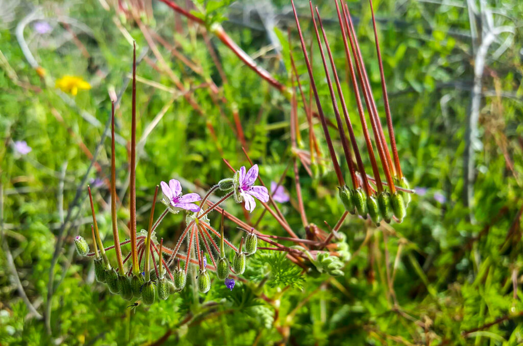 Erodium salzmannii