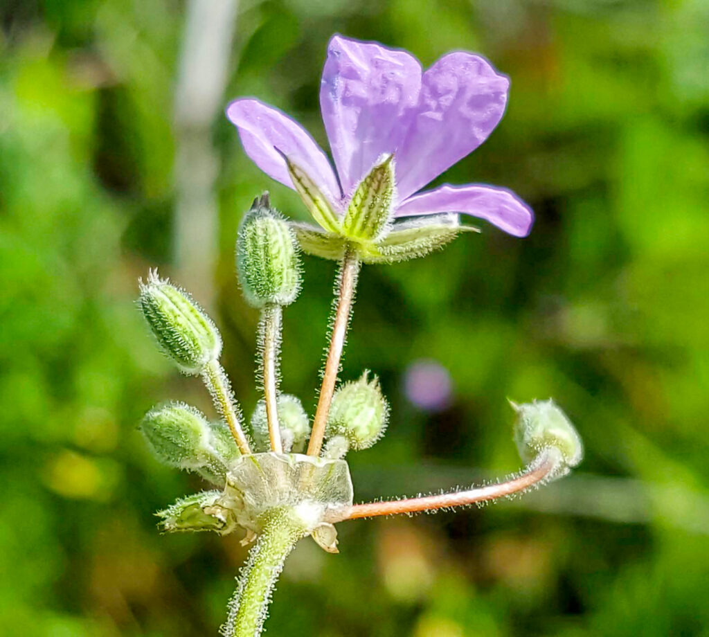 Erodium salzmannii