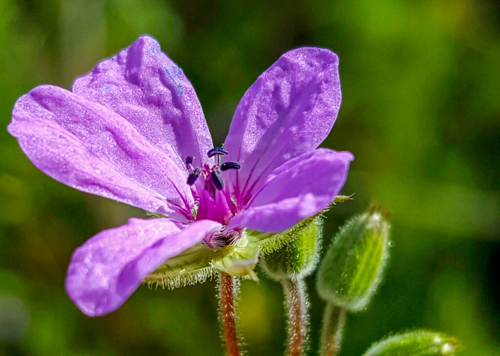 Erodium salzmannii