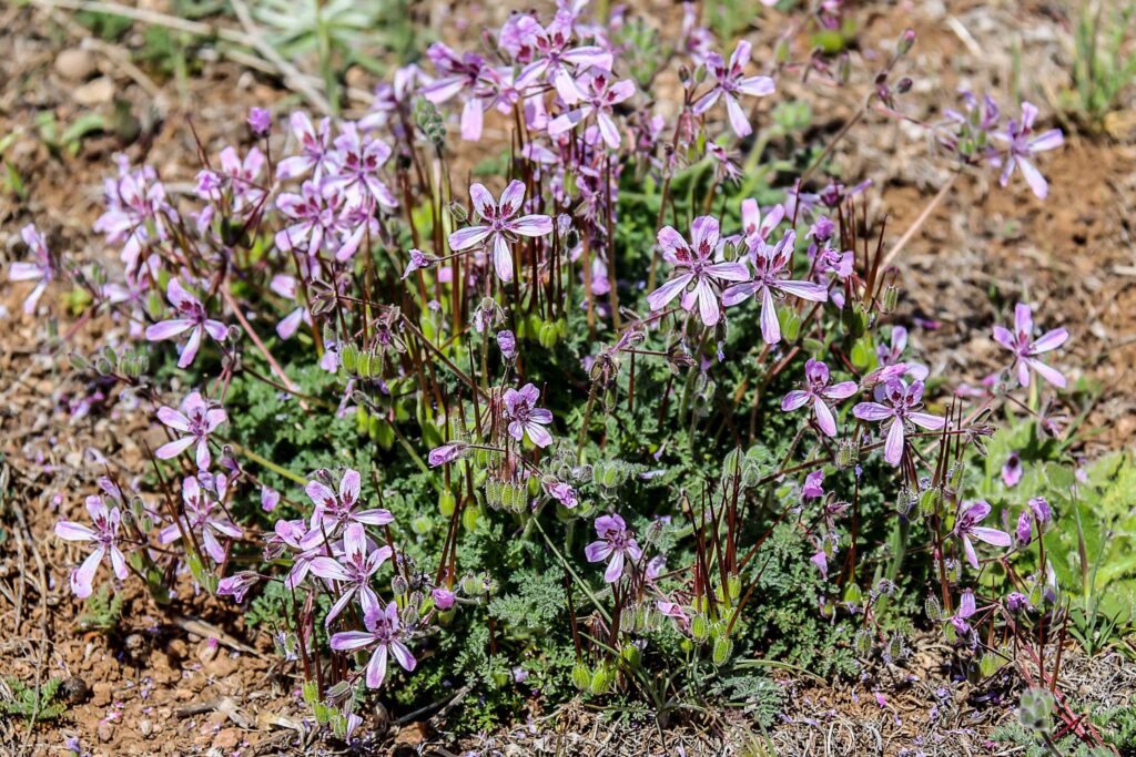 Erodium sebaceum