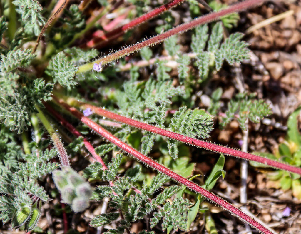 Erodium sebaceum