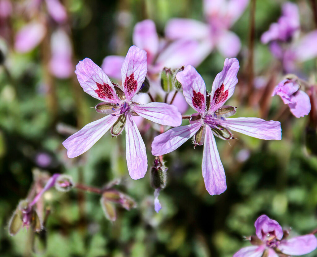 Erodium sebaceum