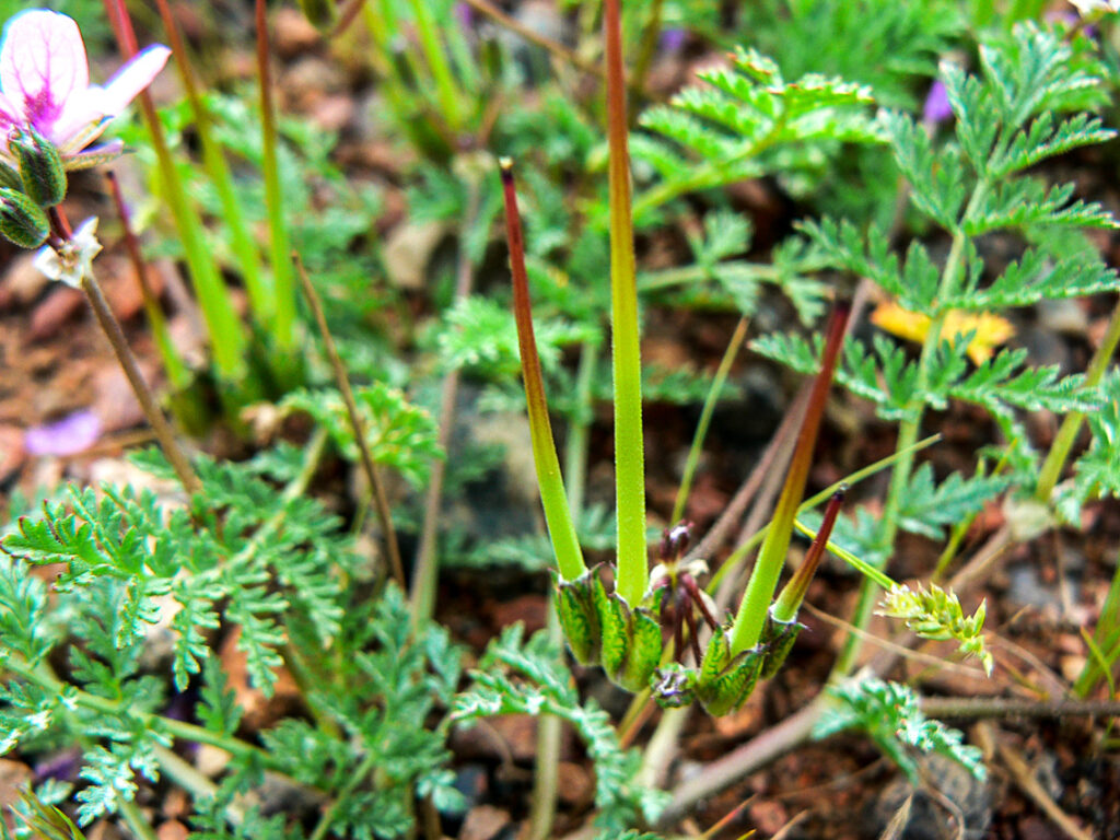 Erodium touchyanum